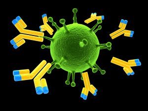 Antibodies attacking a virus