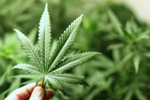 gay-express-cannabis-hiv-remedy