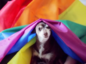 Rainbow Dog Show