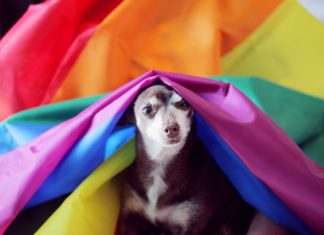 Rainbow Dog Show